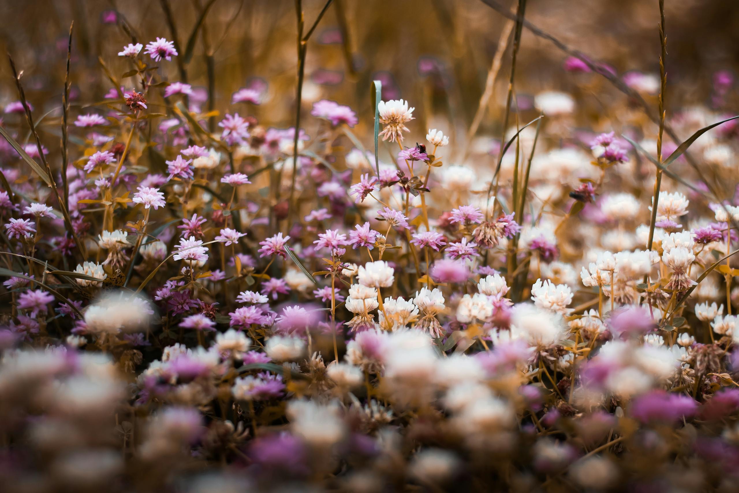 Selective Focus Photography of Purple and White Bed of Flowers