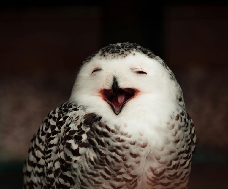 Selective Focus of Smiling Owl