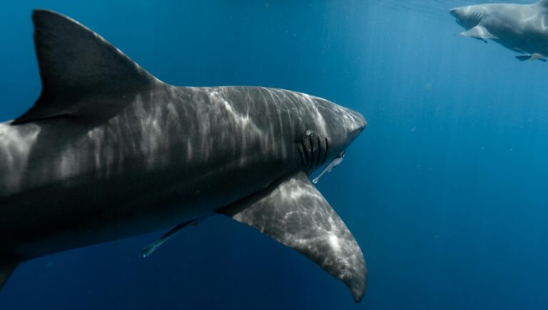 Close-up of a shark swimming gracefully underwater, showcasing its powerful fin.