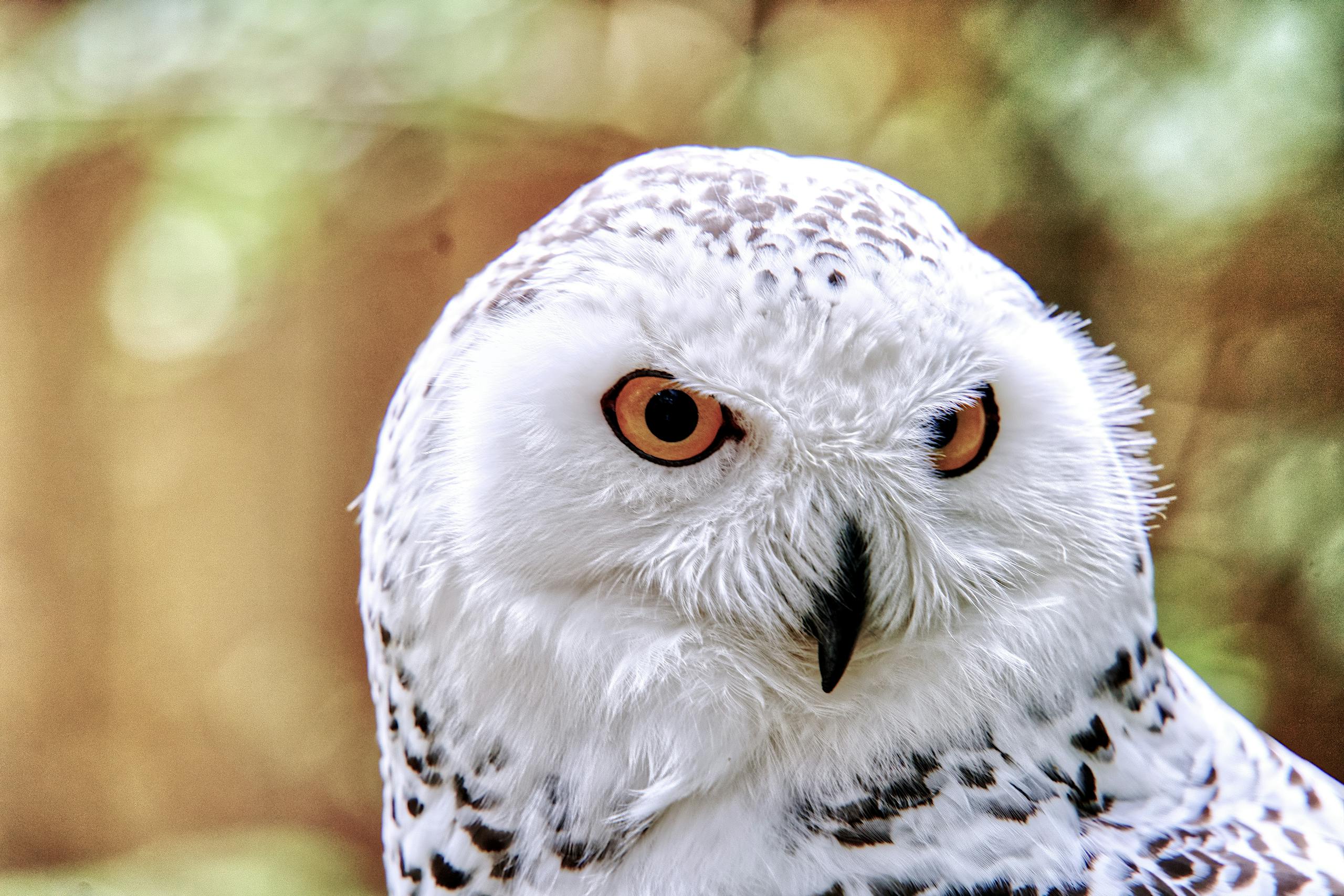 Detailed close-up of a snowy owl's face with captivating eyes, captured in a natural setting.