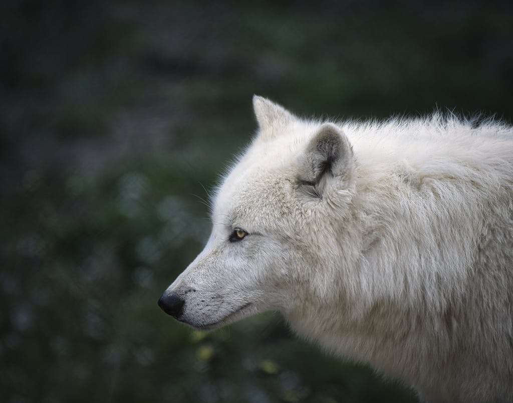 Intimate close-up of an arctic wolf showcasing its detailed fur and piercing gaze.