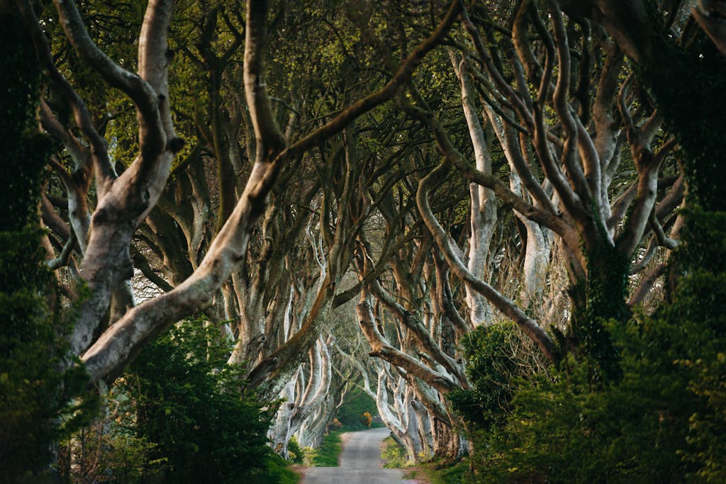 A mesmerizing view of The Dark Hedges with ancient beech trees forming a natural tunnel over a scenic road.