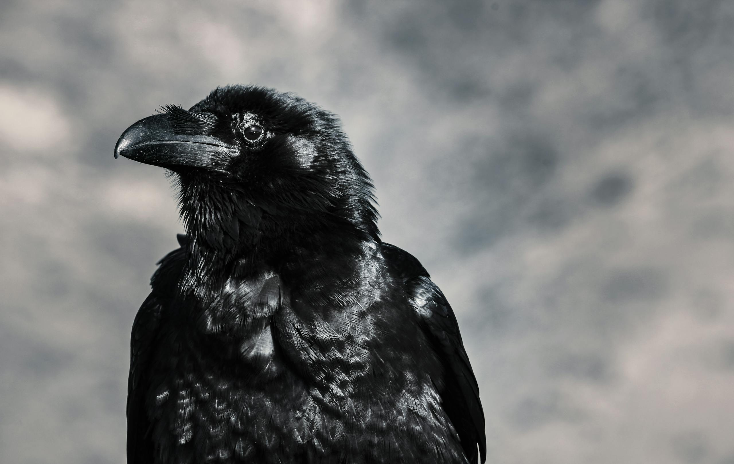 Striking black and white close-up of a raven showcasing its glossy feathers and keen eye.