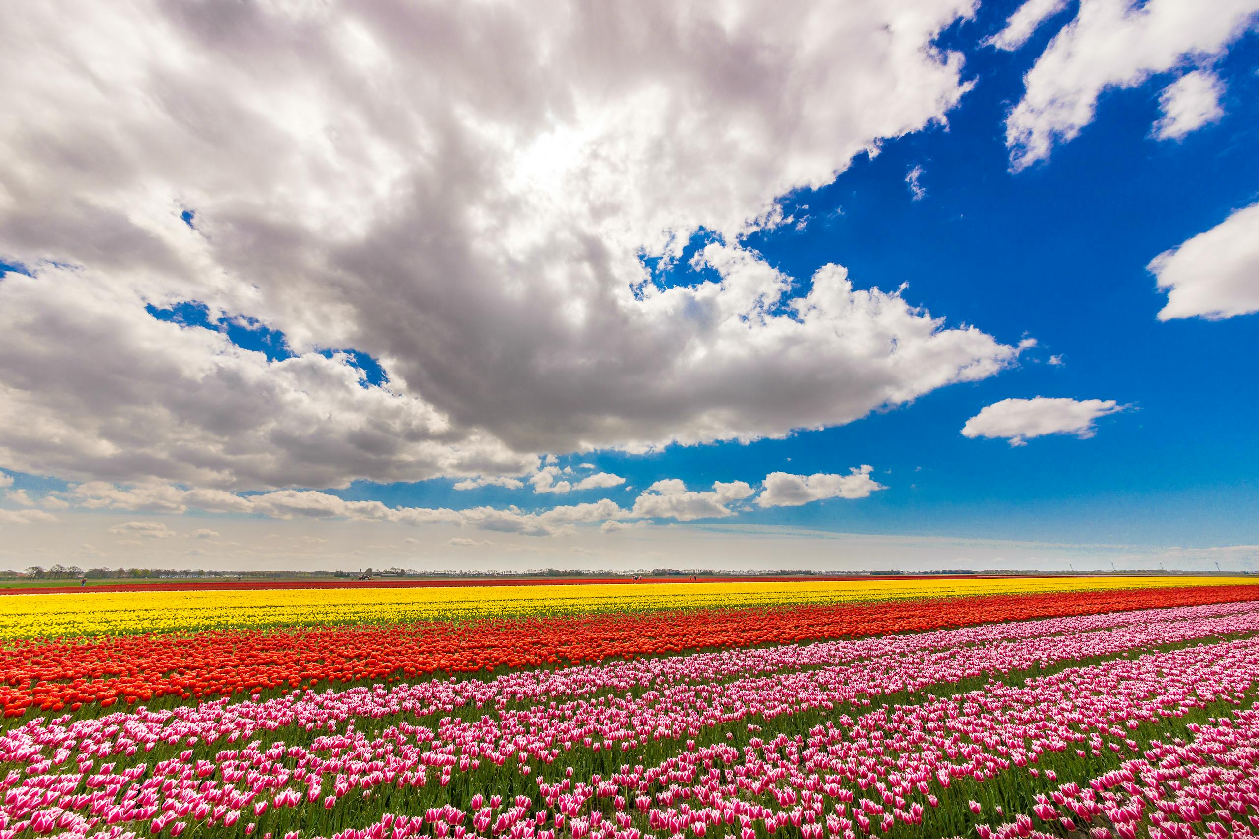 Vibrant tulip field in bloom under a dramatic sky with fluffy clouds, showcasing nature's beauty.